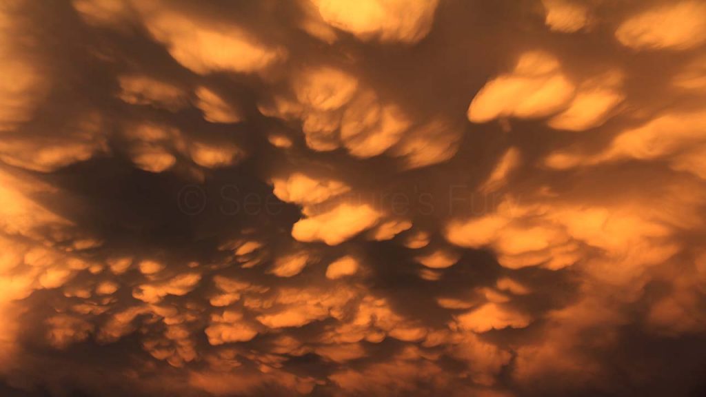 Mammatus clouds lit by the sunset in New Mexico. This was shot during a storm chasing, weather and photography tour.